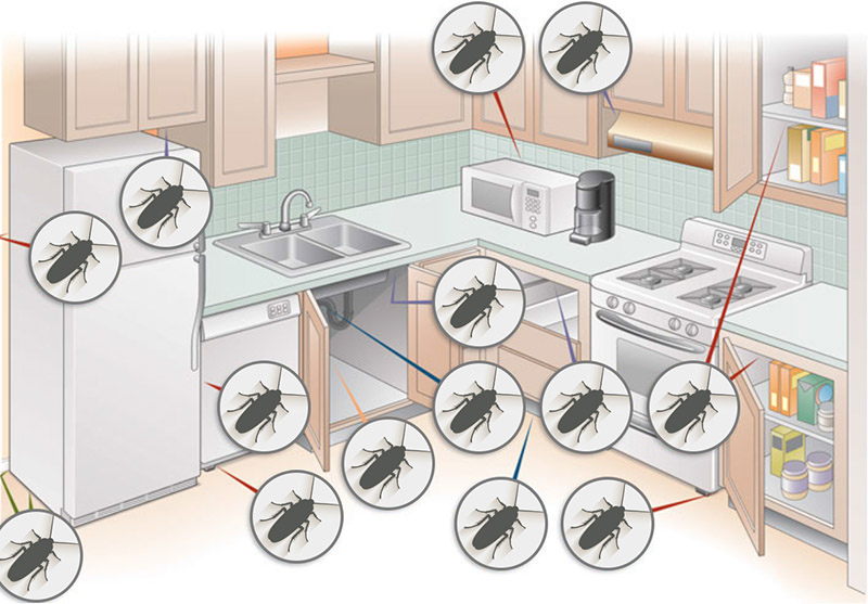Где прячутся тараканы на кухне