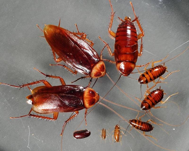 Личинки тараканов и взрослые особи