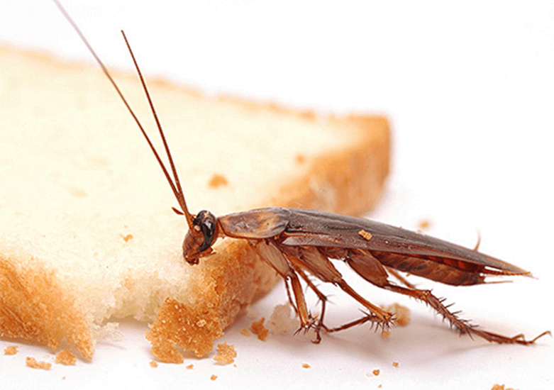 Домашние рыжие тараканы (прусаки): внешний вид, питание, размножение, где  искать, профилактика и многое другое