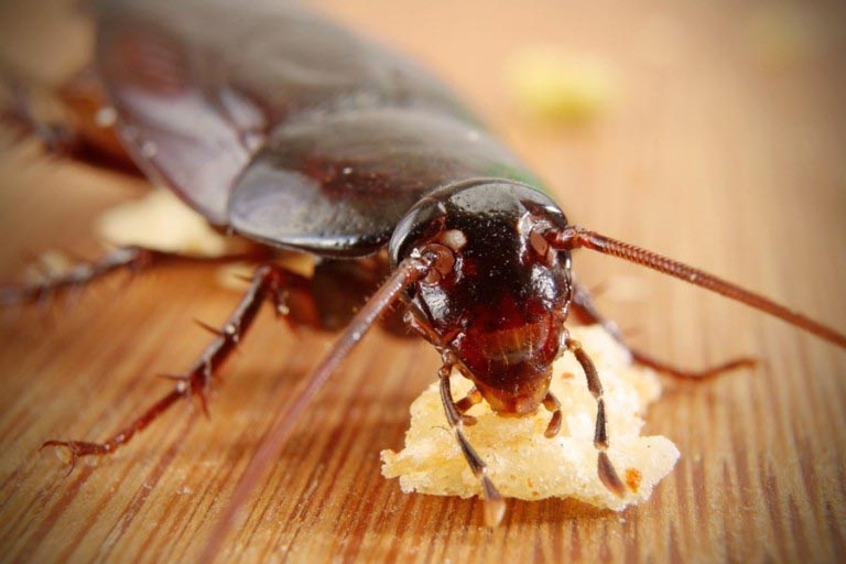 Тараканы стараются селиться поближе к источнику пищи