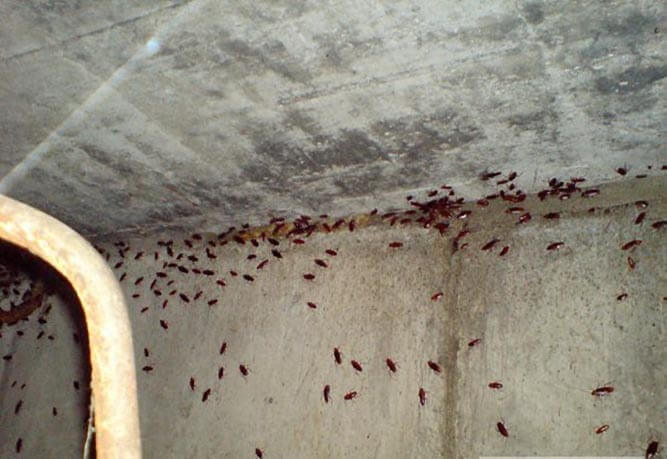 Скопление тараканов на стене